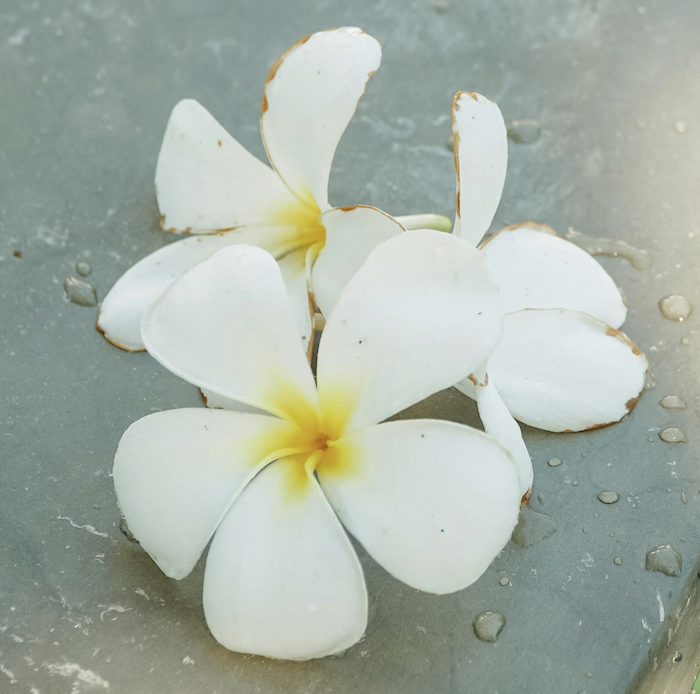 Plumeria Psychotherapy